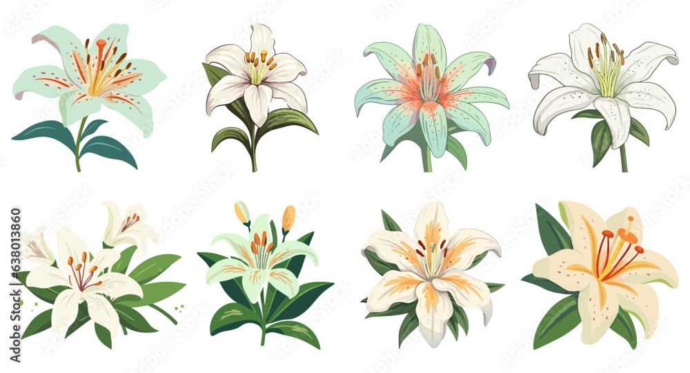 Lily Flower Hand Drawn Illustration, Decorative Elements Set