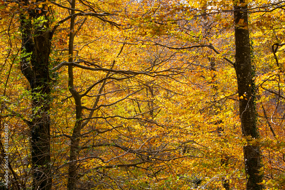 The beech forest in autumn in the Grevolosa forest in the province of Girona in Catalonia Spain The beech forest in autumn in the Grevolosa forest in the province of Girona in Catalonia Spain
