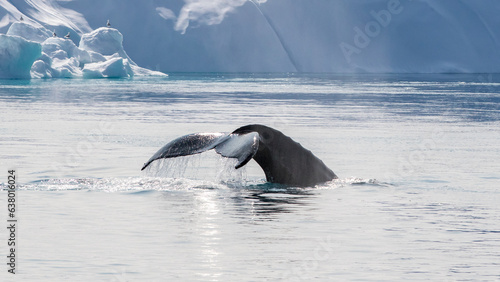 Humpback whale tail out of the water dripping water drops in the arctic ocean with glaciers and icebergs around, in Greenland