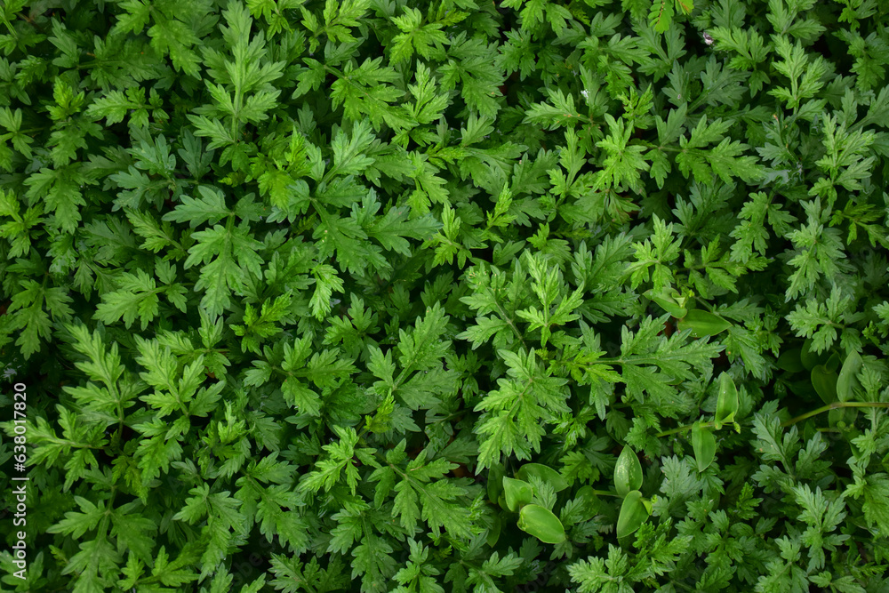 Alfombra de plantas Alfombra de plantas