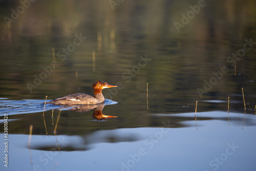 canard bec scie 