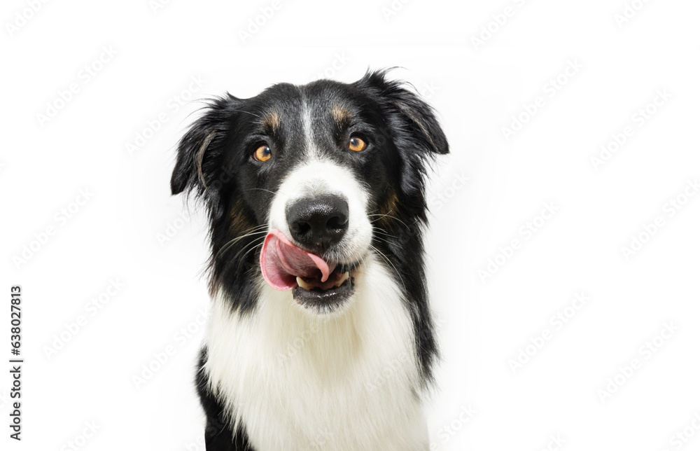 Portrait hungry border collie puppy dog licking its lips with tongue. Isolated on white background - obrazy, fototapety, plakaty 