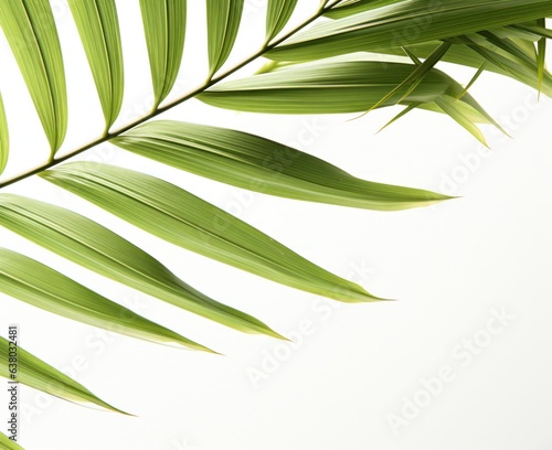 Palm leaf natural background