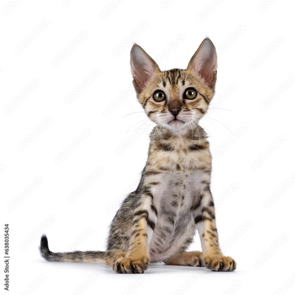 Cute F5 black tabby spotted Savannah cat kitten, sitting up facing front. Looking towards camera. Isolated on a white background.