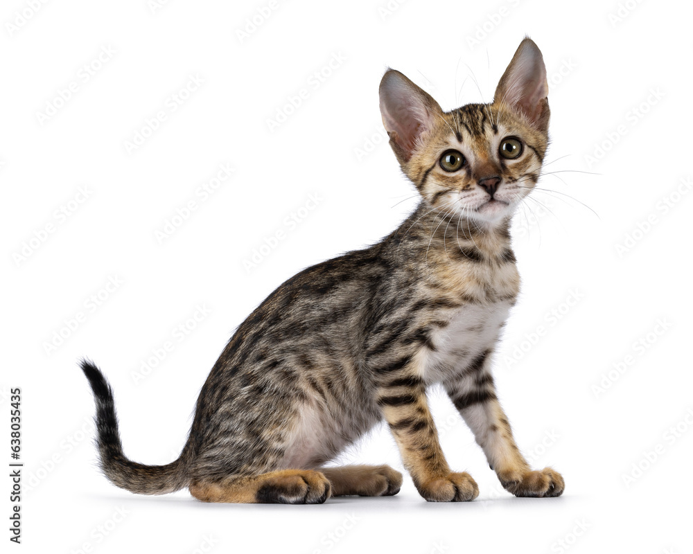 Cute F5 black tabby spotted Savannah cat kitten, sitting up side ways. Looking towards camera. Isolated on a white background.
