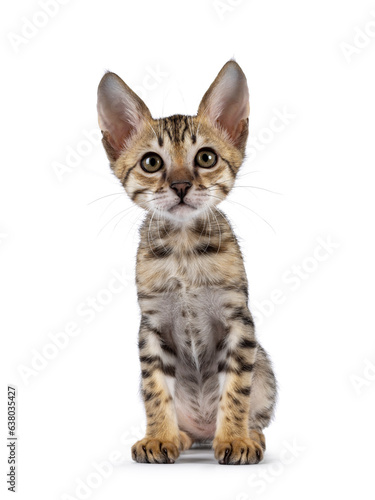 Cute F5 black tabby spotted Savannah cat kitten, sitting up facing front. Looking towards camera. Isolated on a white background.