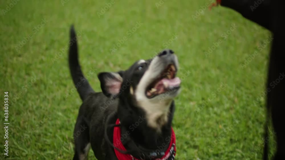 Smart australian new Zealand shepherd black dog running in the park. Happy smart pet, Smart dog on the field in the park. 
