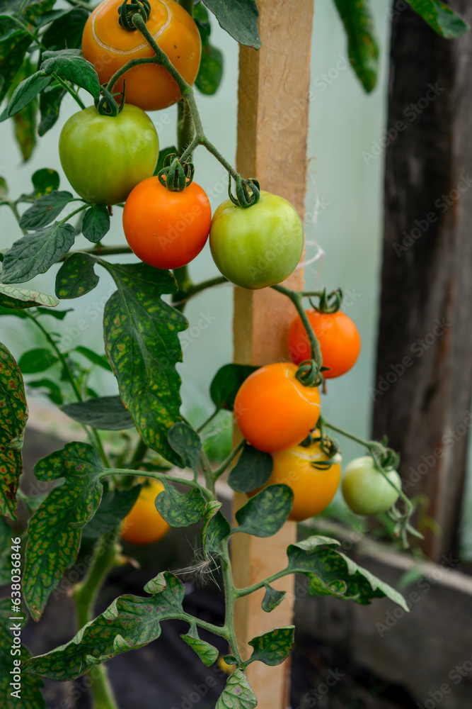 Ripe red and yellow tomatoes growing on a branch in a greenhouse