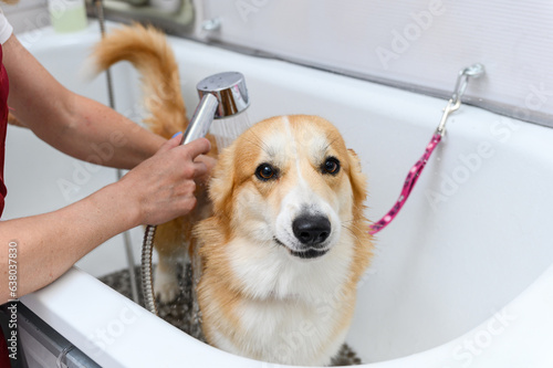 Funny portrait of a welsh corgi pembroke dog showering.