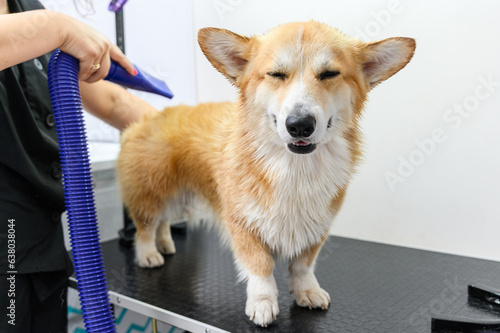 Female groomer dry Welsh Corgi Pembroke dog fur with a hair dryer after washing.