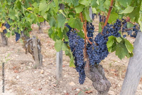 Typical vineyards near Pomerol  Aquitaine  France