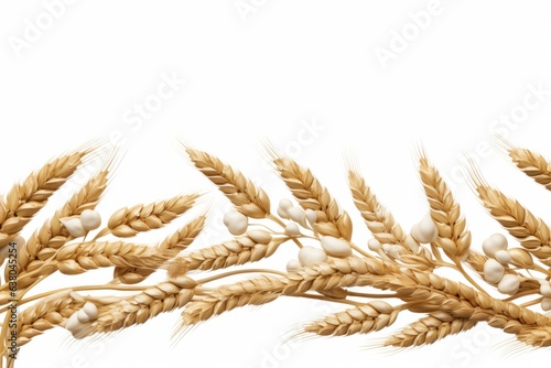  Wheat isolated on white background