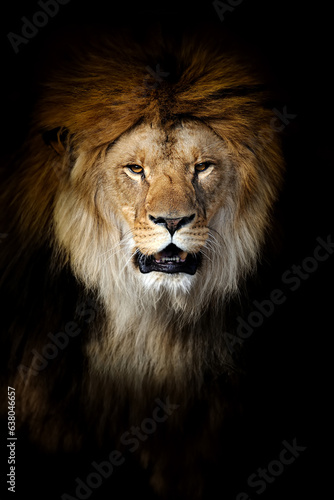 Close up big male lion portrait