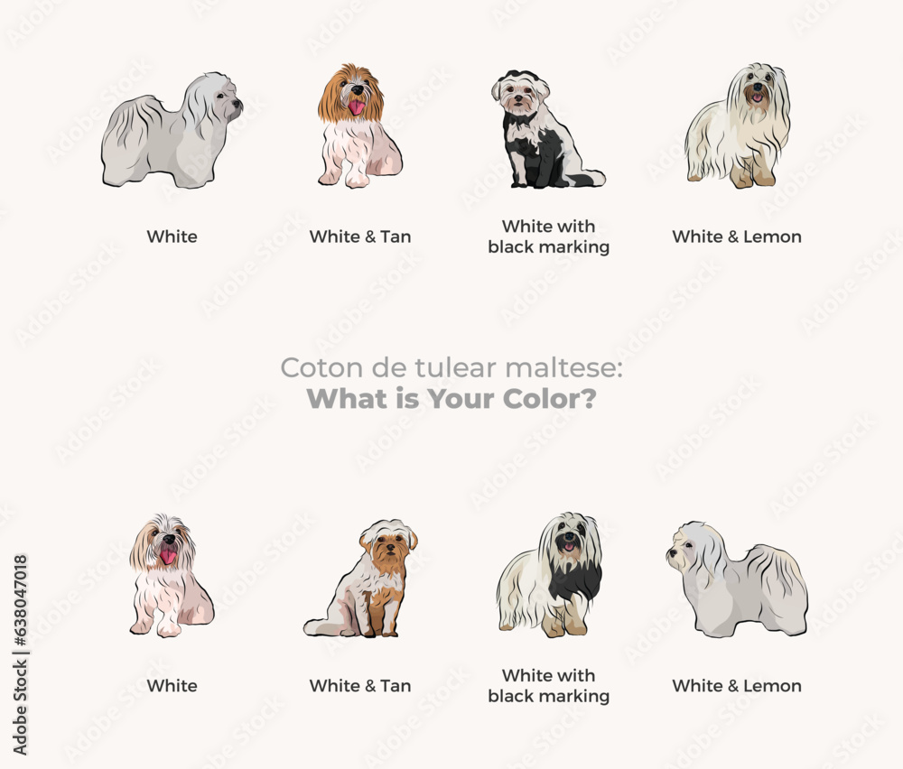 Coton de Tulear Dog Breed dogs set in different poses. White, lemon