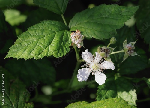 wild plant blueberry bush with white floowers cloose up photo