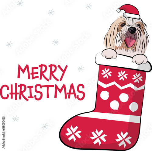 Coton de Tulear Dog in a Christmas stocking. Funny holiday greeting card with a cute dog head with paws. New year postcard. Winter gift, pet in socks, X-mas design with a favorite pet. Terrier head.