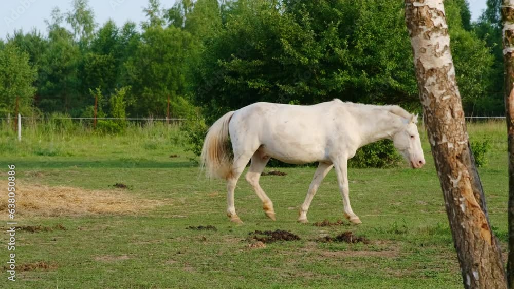 The stallion, a majestic breed of horse, enjoys his nourishing meal in the pasture, surrounded by the beauty of nature The stallion, a majestic breed of horse, enjoys his nourishing meal in the pasture, surrounded by the beauty of nature