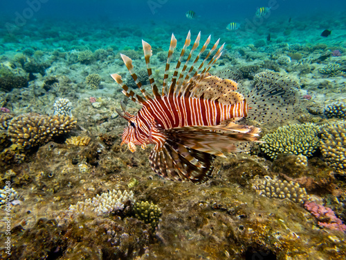 Beautiful lionfish in the coral reef of the Red Sea © glebantiy