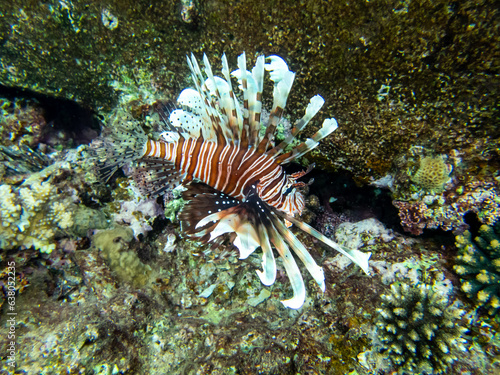 Beautiful lionfish in the coral reef of the Red Sea