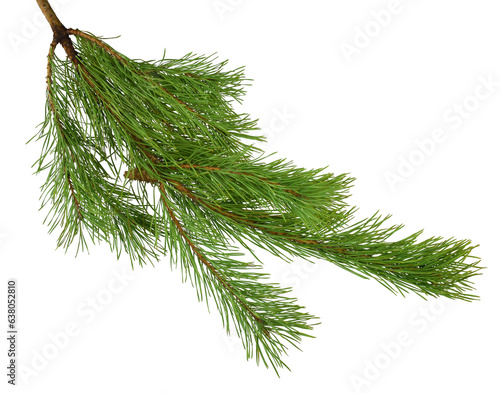 Pine branches isolated on transparent without shadow. PNG