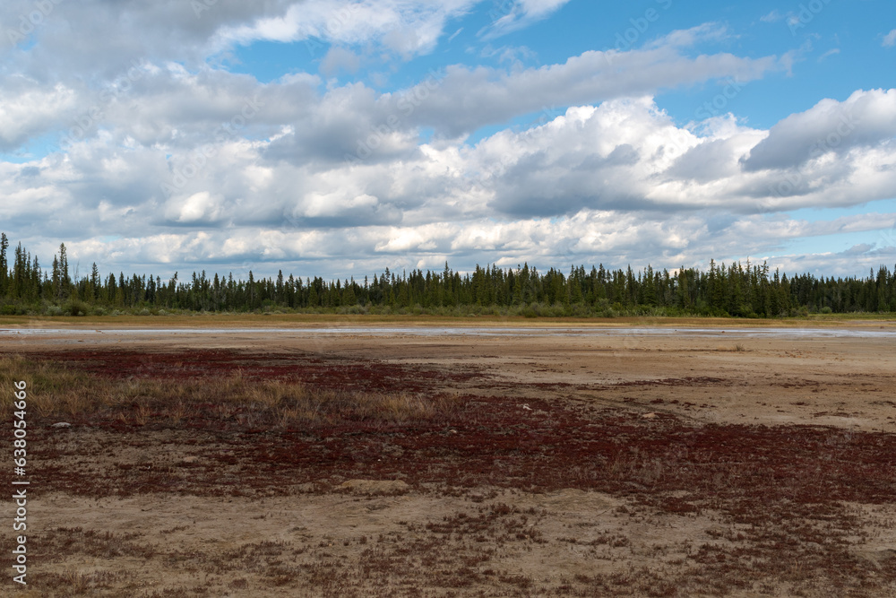 Red plants grow in Wood Buffalo National Park Salt Plains, Canada Red plants grow in Wood Buffalo National Park Salt Plains, Canada