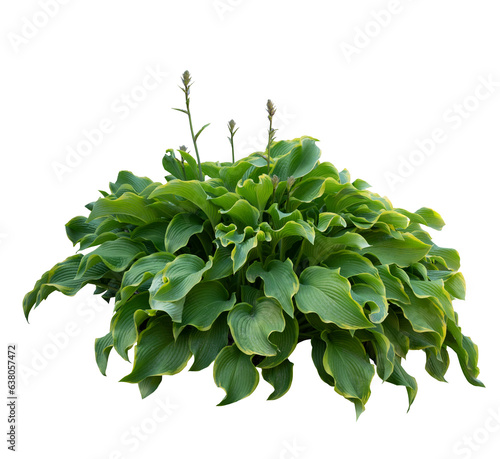 Hosta plant bush isolated on transparent background photo