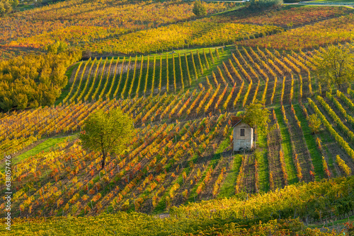 Autumn landscape in Langhe  Piedmont  Italy