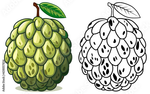 Annona Fruit vector illustration, Cherimoya, soursop, custard apple, atemoya, and pawpaw colored and black and white line art stock vector image