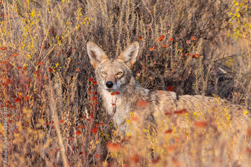 Φωτογραφία Young Coyote in brush at Santa Susana Pass State Historic Park in the San Fernando Valley area of Los Angeles County California