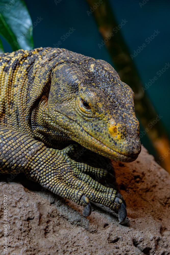 lizard lizard