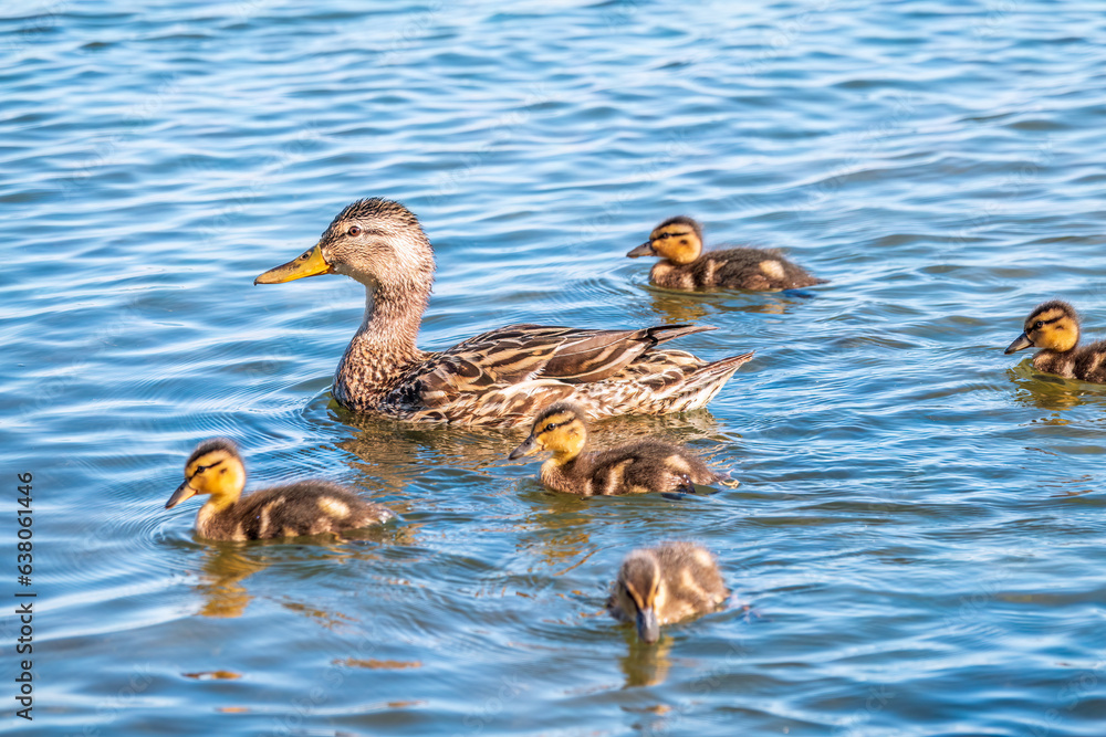 A family of ducks, a duck and its little ducklings are swimming in the water. The duck takes care of its newborn ducklings. Mallard, lat. Anas platyrhynchos A family of ducks, a duck and its little ducklings are swimming in the water. The duck takes care of its newborn ducklings. Mallard, lat. Anas platyrhynchos