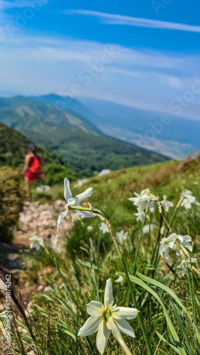 A bunch of white daffodils growing on top of Vojak with the panoramic view on Mediterranean Sea in Croatia. The mountain is overgrown with lush green plants. A silvette of a hiking woman in the back photo