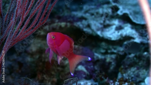 Square-spot fairy basslet (Pseudanthias pleurotaenia), is swimming in a colorful coral reef, WAKATOBI, Indonesia, Asia