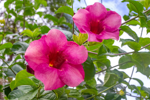 pink large allamanda flowers on a bush blossomed in a tropical garden in Thailand.