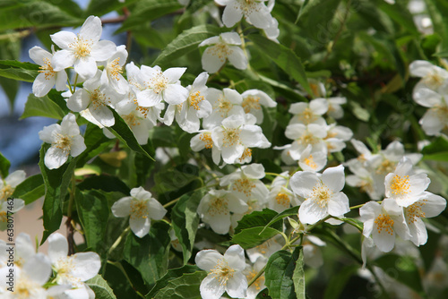 White flowers on a jasmine bush