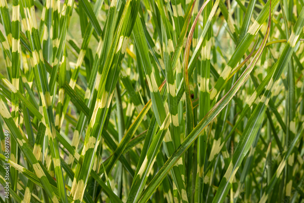 Close-up of green grass in the garden