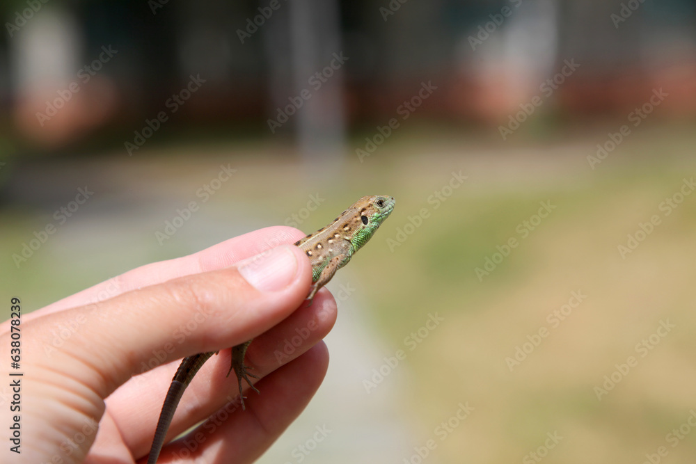 Gray-green agile lizard in hand