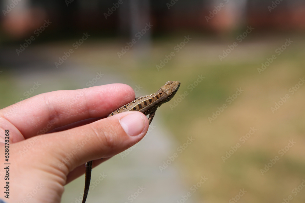 Gray-green agile lizard in hand