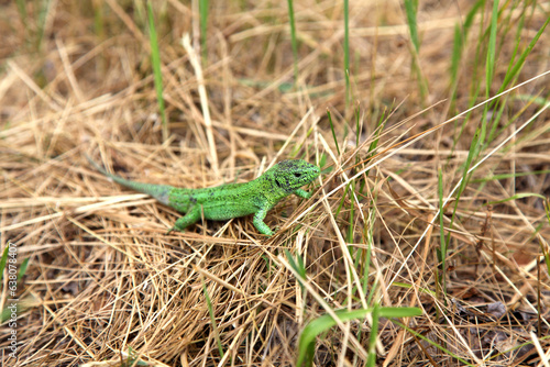 Green lizard male in the grass, background