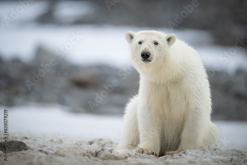 Polar bear sitting on a sandy beach in the summer in Svalbard.