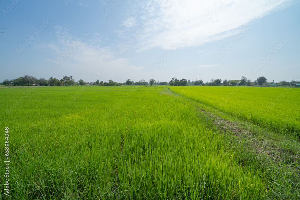 Fresh paddy rice, green agricultural fields in countryside or rural area in Asia, Thailand. Nature landscape Fresh paddy rice, green agricultural fields in countryside or rural area in Asia, Thailand. Nature landscape