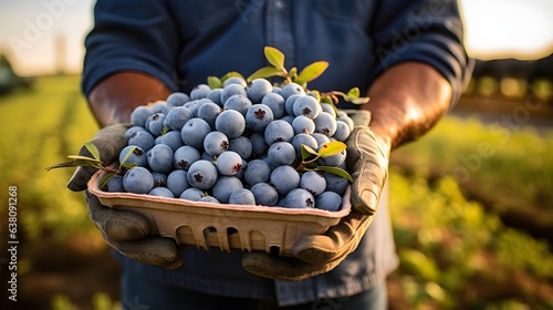 Blueberries in hands, a farmer holding berries. photo