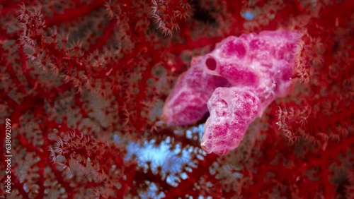 Close up of colorful sea fan (Scleraxonia), WAKATOBI, Indonesia, Asia photo