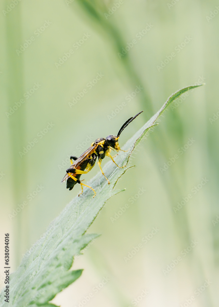 Macro Yellow Jacket Wasp Sits on leaf in dramatic garden photo on green nature background Macro Yellow Jacket Wasp Sits on leaf in dramatic garden photo on green nature background