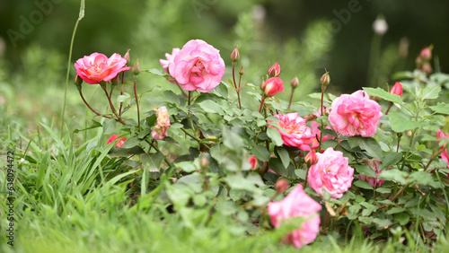 pink rose flower background. Red roses on a bush in the garden, close-up. delicate pink rose flower with green leaves. Red Rose Magic. beauty in the garden. concept of romance, gift