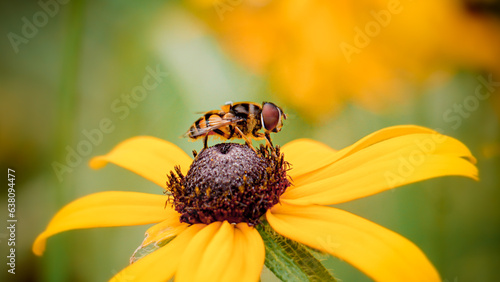 Macro Hover Fly Pollinates Yellow Black Eyed Susan Flower In Garden