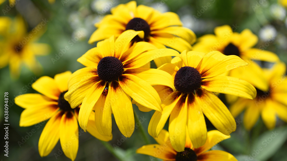 Rudbeckia Hirta. wild flower in nature. beautiful yellow flowers. floral background. big spring or summer flower. Rudbeckia hirta, Marmelade, is a nice garden plant Rudbeckia Hirta. wild flower in nature. beautiful yellow flowers. floral background. big spring or summer flower. Rudbeckia hirta, Marmelade, is a nice garden plant