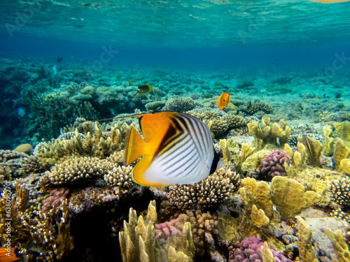 Chaetodon fasciatus or Butterfly fish in the Red Sea coral reef photo