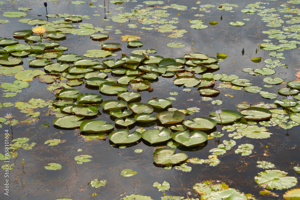 Lotus flowers in pond, sea or lake in national park in Thale Noi, Songkhla, Thailand. Nature landscape background. Lotus flowers in pond, sea or lake in national park in Thale Noi, Songkhla, Thailand. Nature landscape background.