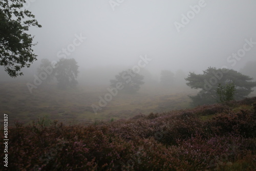 Morning mists on the heathland field. Westruper Heide in morning fog, near Haltern am See in Germany. Westruper Heide. 